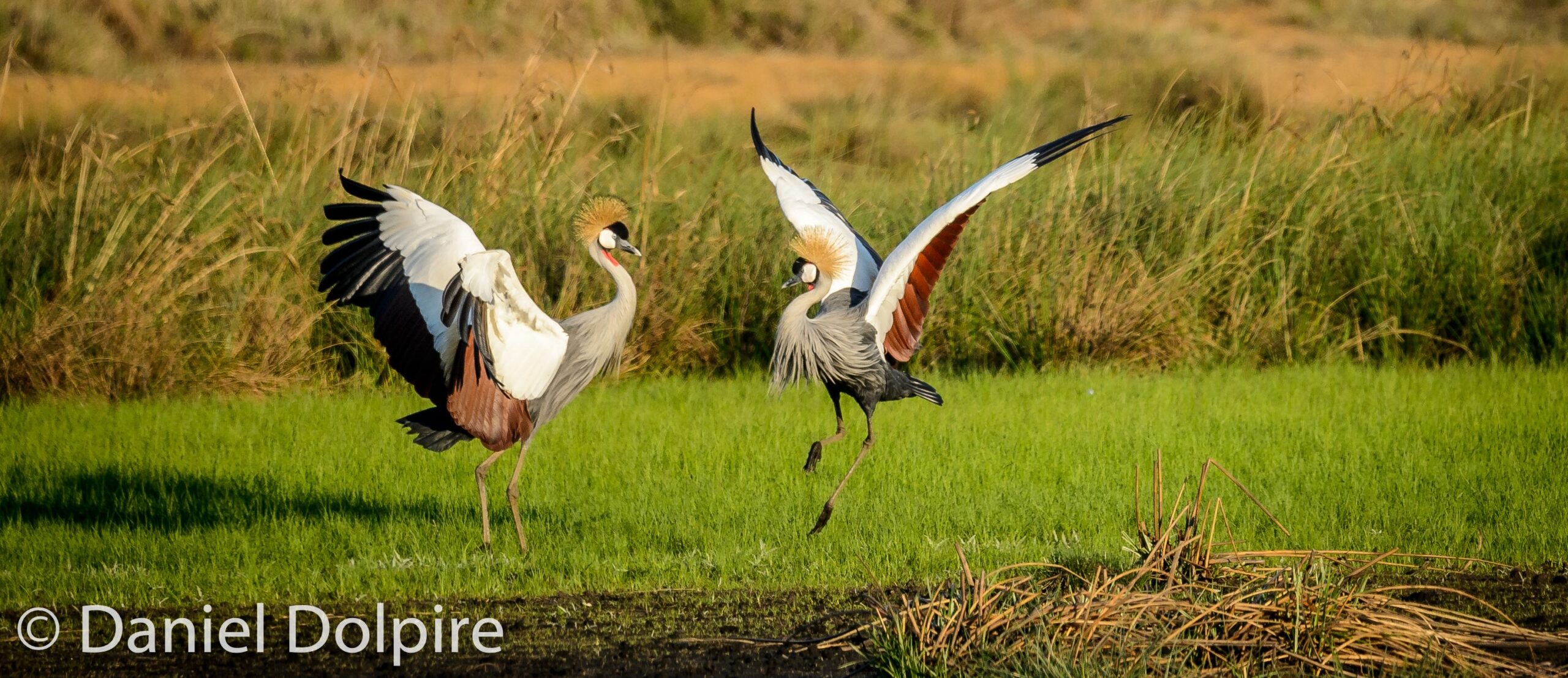 daniel-crowned-cranes100615-2