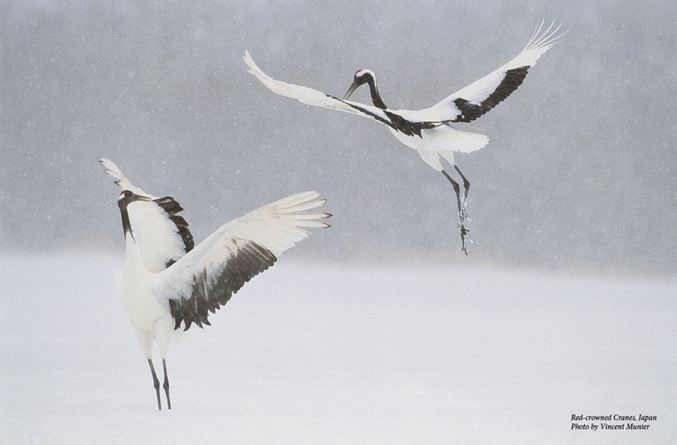 Asian cranes in snow