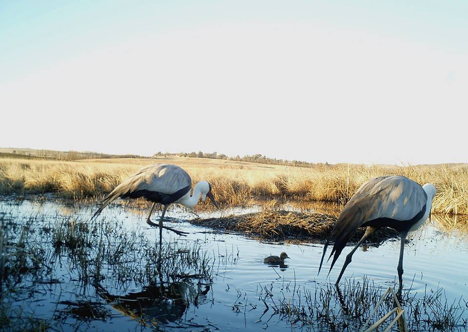 Pair of Wattle cranes with chick in water