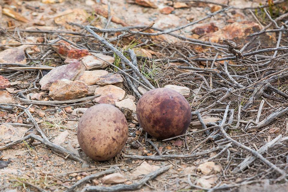 blue crane eggs