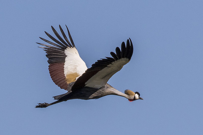 GCC in flight away from camera