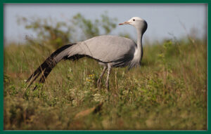 Blue Crane South Africa