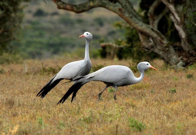 blue_cranes_pair