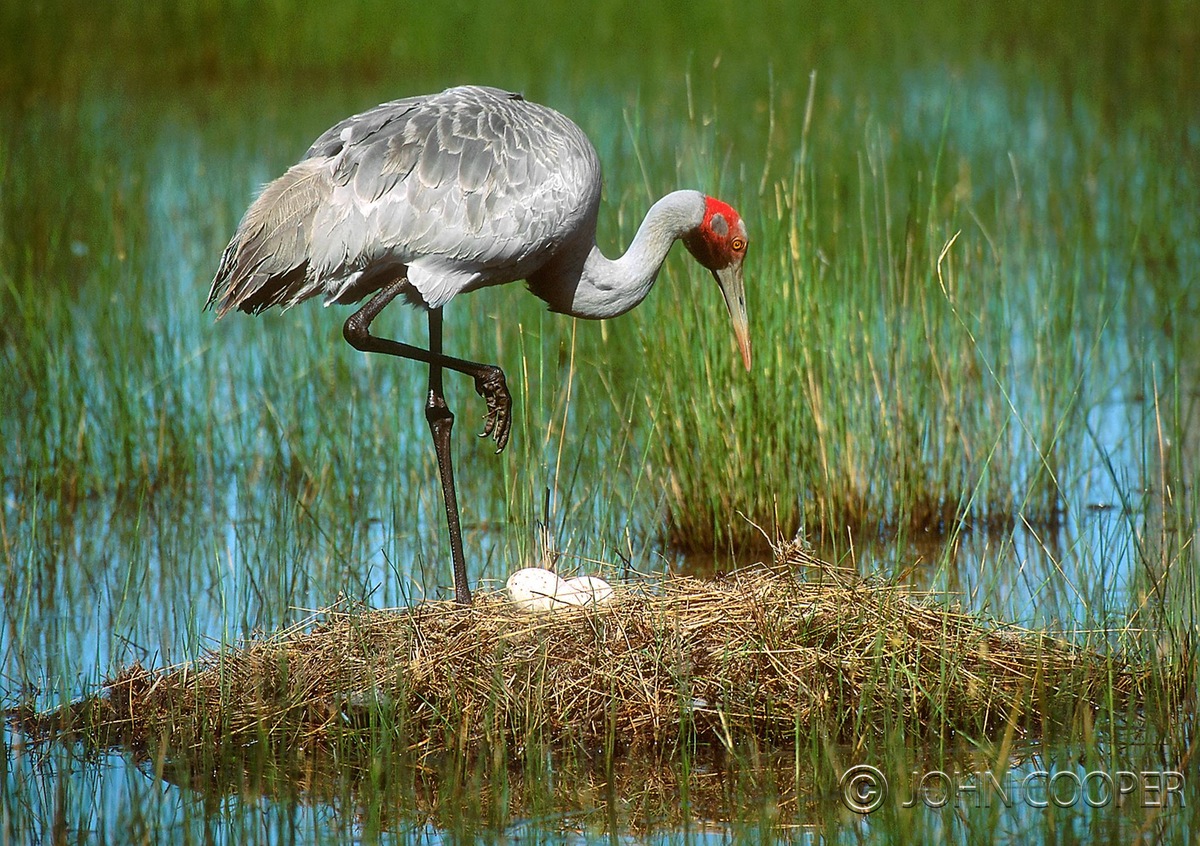 brolga