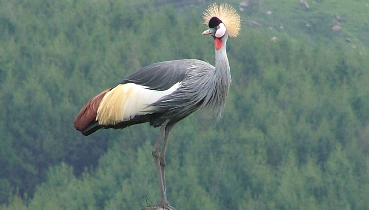 crane-crowned-2