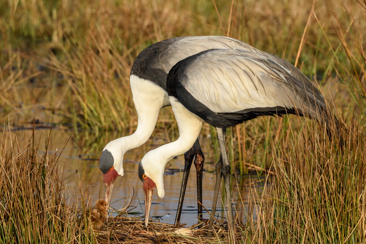 Wattled Crane daniel-d-parents-and-chick