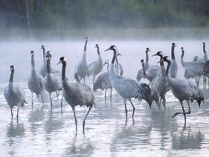 eurasian-crane