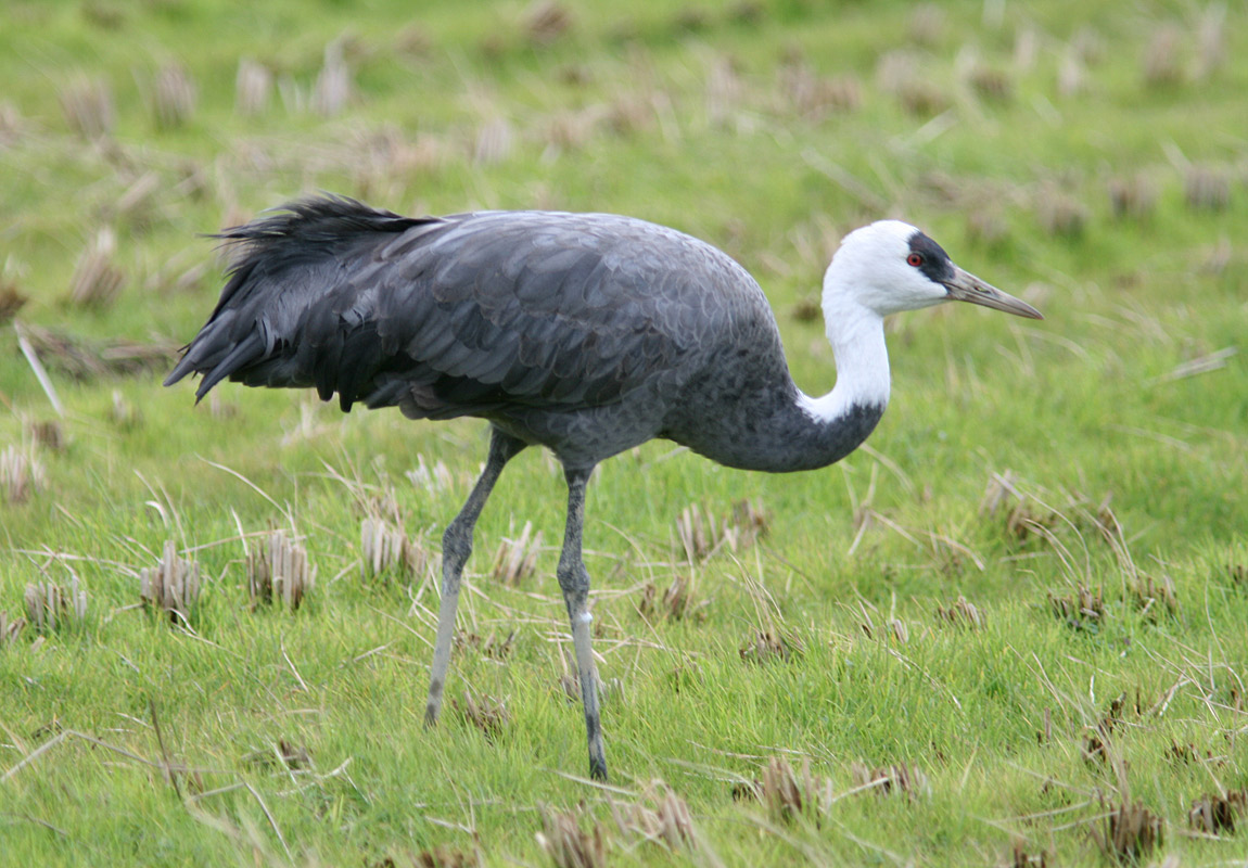 grus_monacha_izumi-hooded-crane