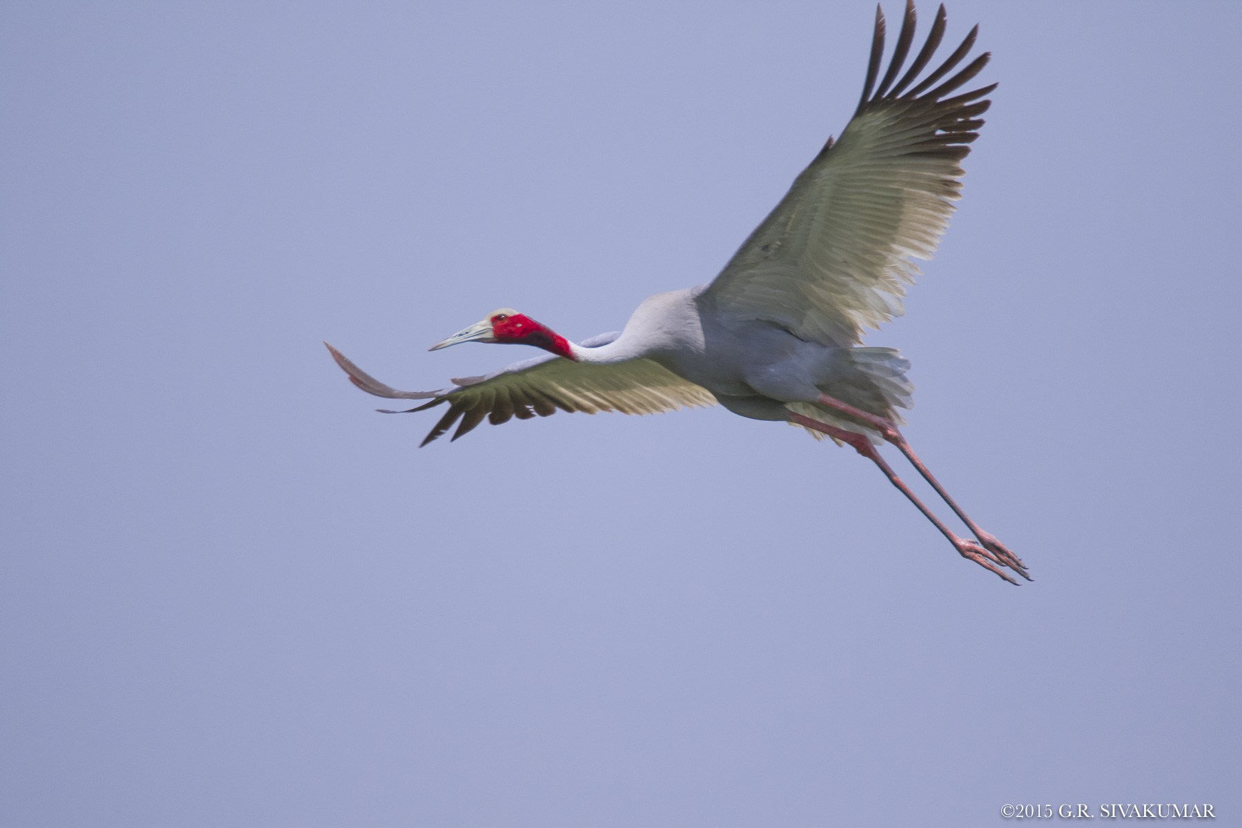 sarus-crane-6