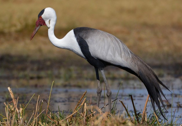 wattled-crane-umgeni-vlei