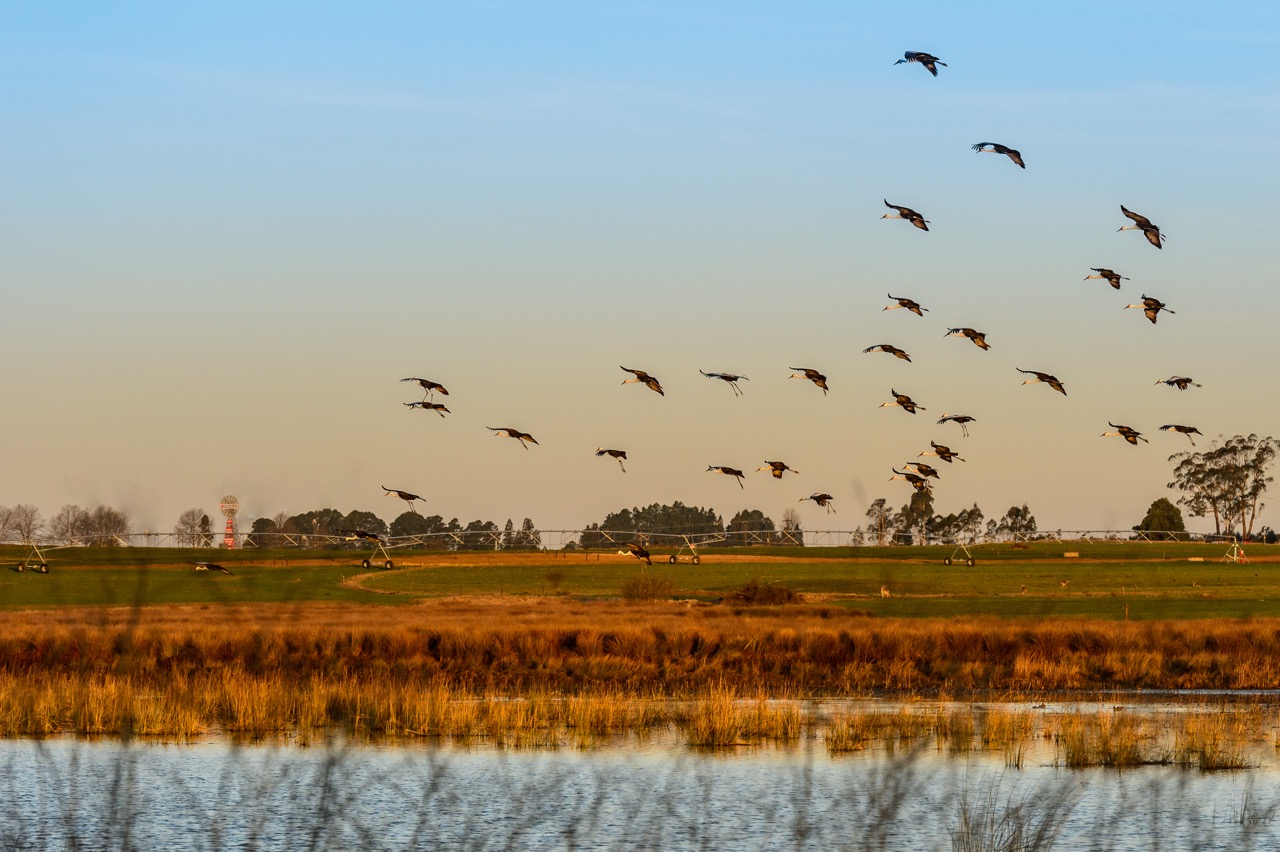 wattled-crane-floater-flock-torrs-farm-b