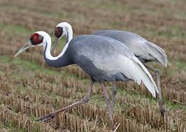 white-naped-cranes