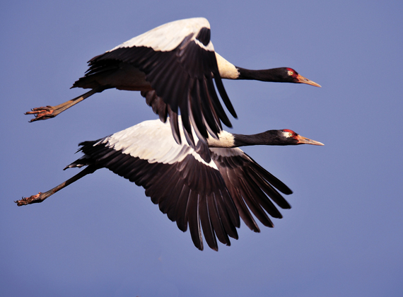 black-necked_crane