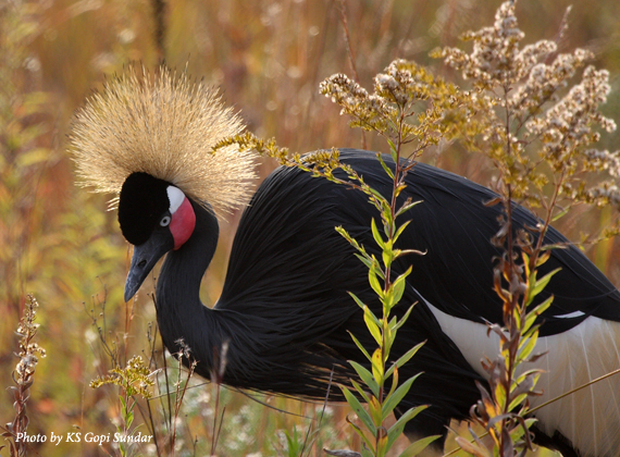 black_crowned_crane_gopi_sundar