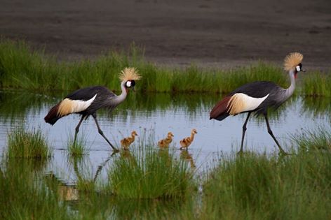 crowned-cranes-and-chicks