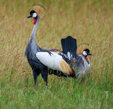 grey-crowned-cranes-2