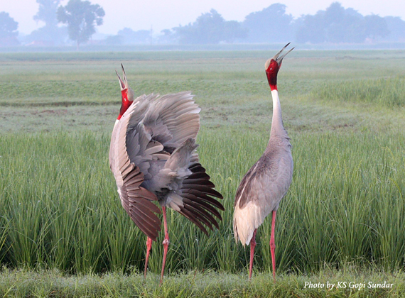 sarus_cranes_gopi_sundar1