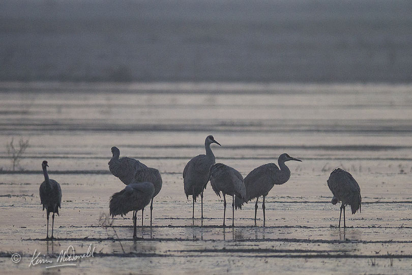 Cranes in water unclear which one