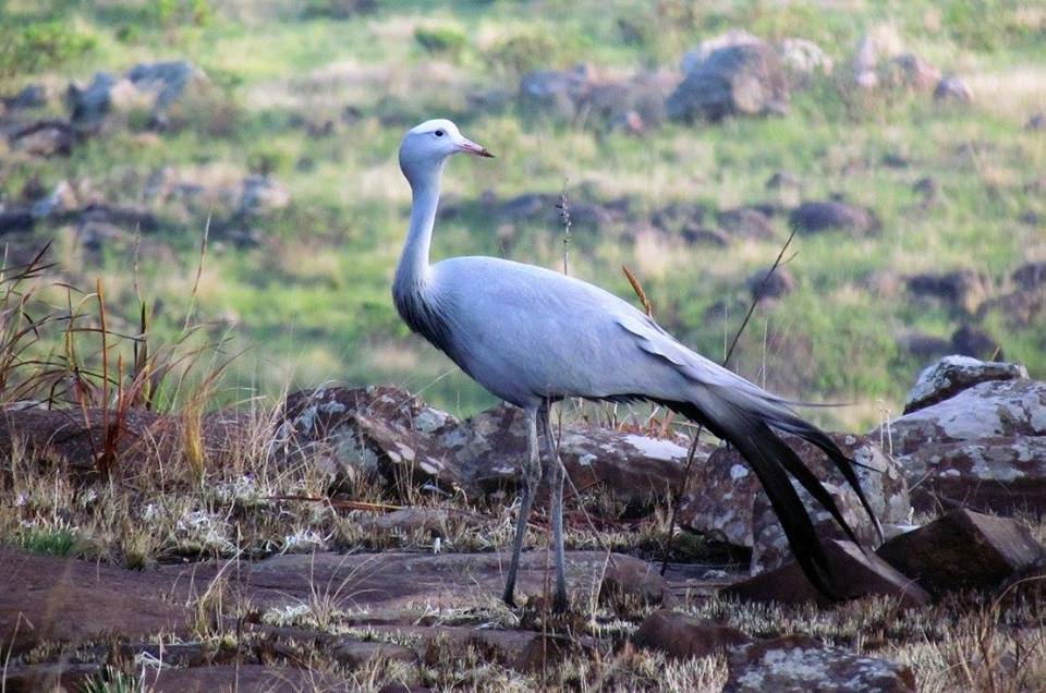 Single Blue Crane