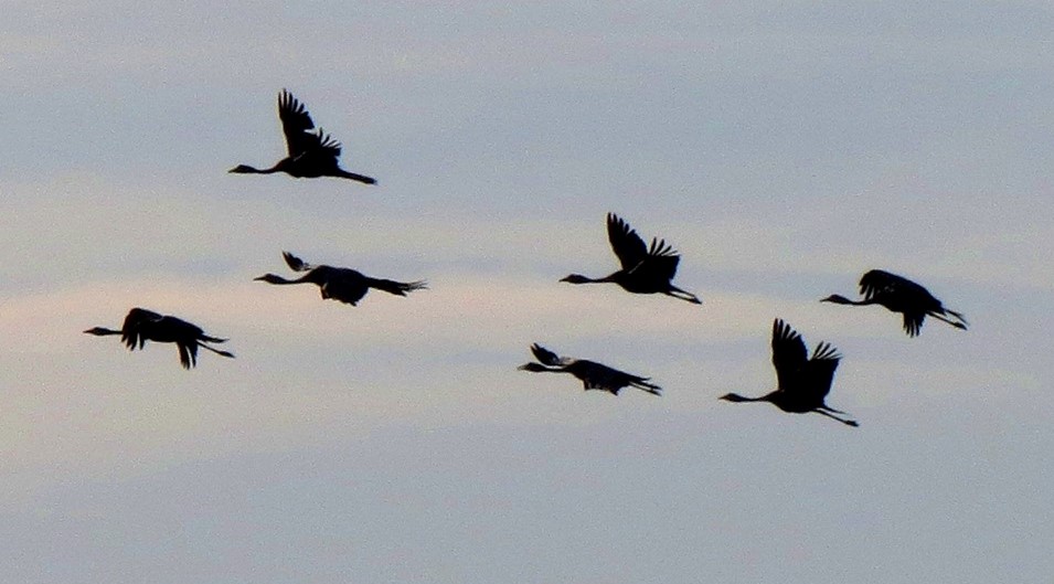 silhouetted blue crane flock flying cropped