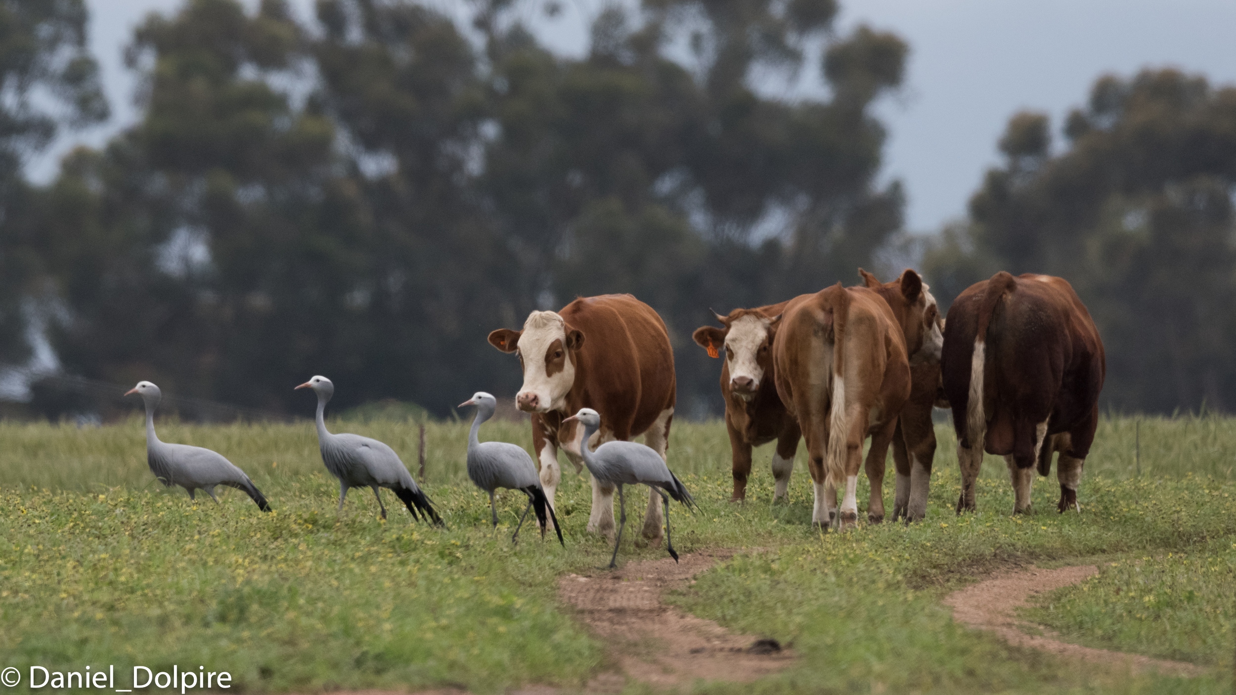 Blue cranes with cows