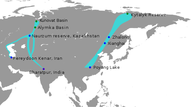 Siberian Crane Migration Routes