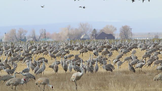 cranes-feeding