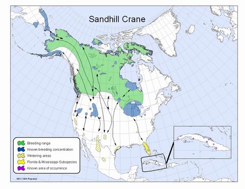 Sandhill Crane Migration Routes