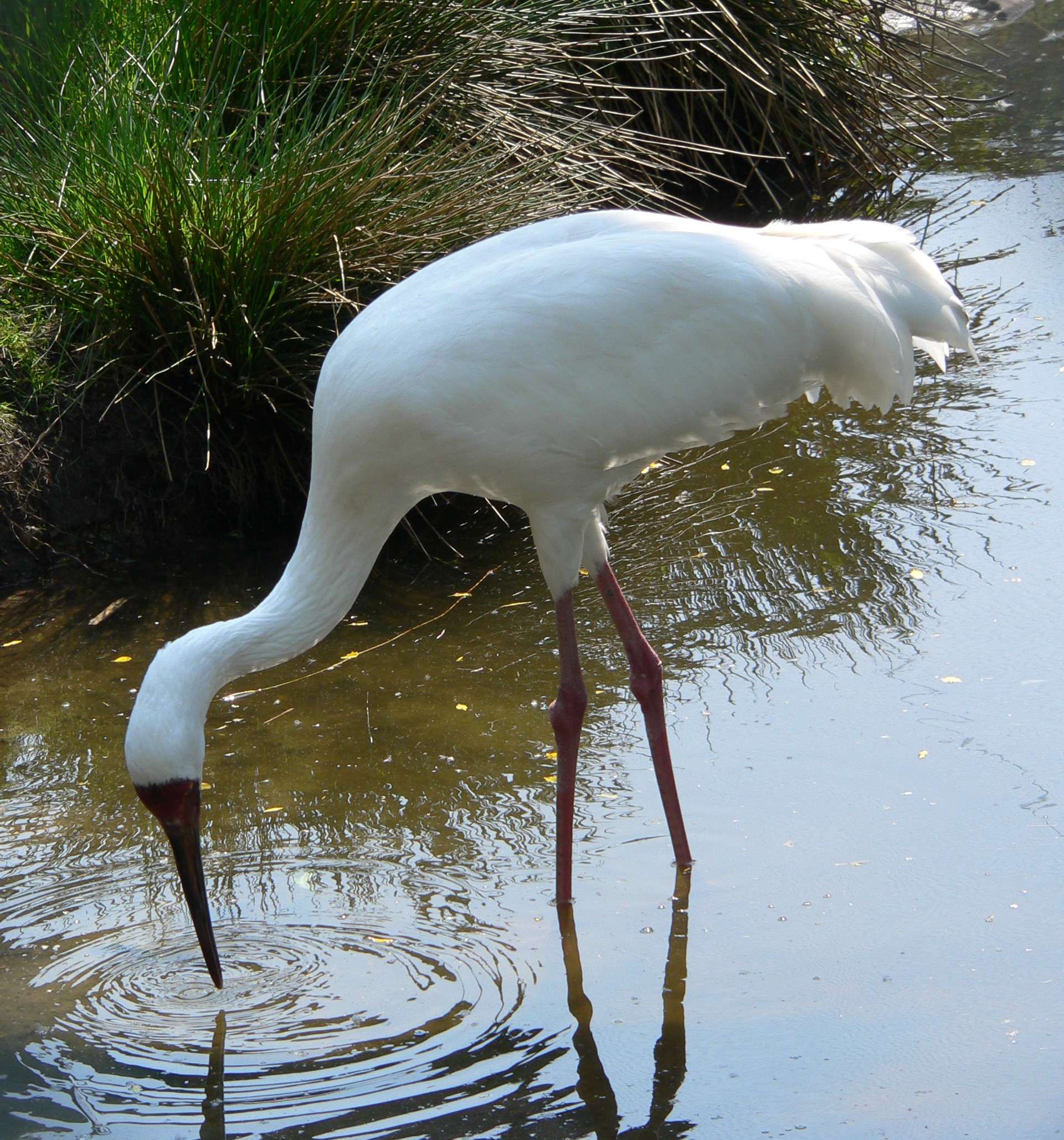 schneekranich_grus_leucogeranus_siberian-crane-2