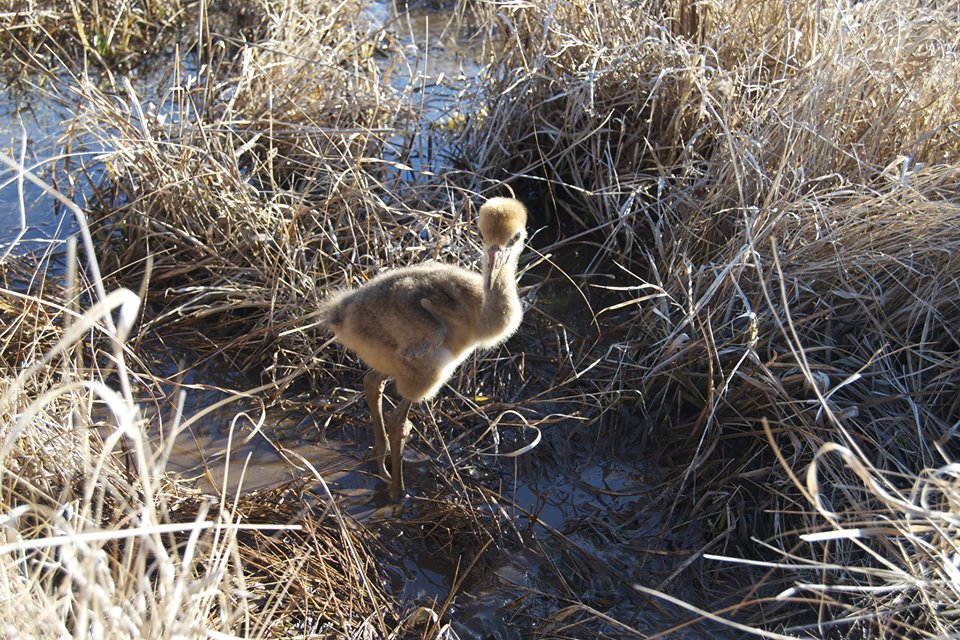 wattle crane chick in grass wetland