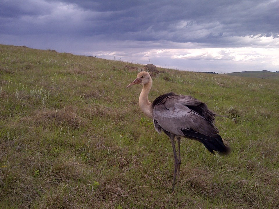 wattled crane juvenile