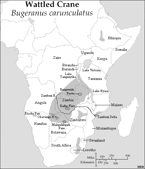 carunculatus_map