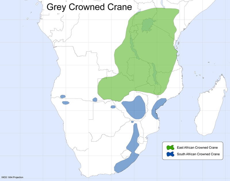 grey_crowned_crane_range_map800