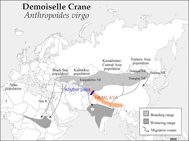 Demoiselle Crane Migration routes