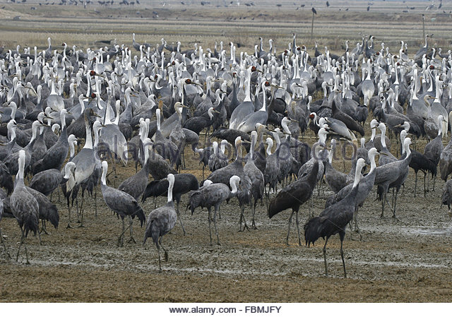 mixed-flock-hooded-crane-and-white-naped-crane-feeding-japan-fbmjfy-1