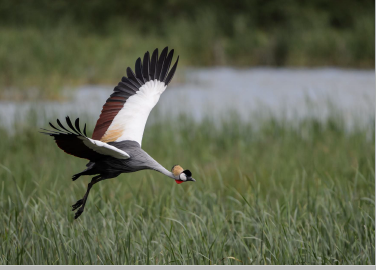 wildlife GCC flying over wetland