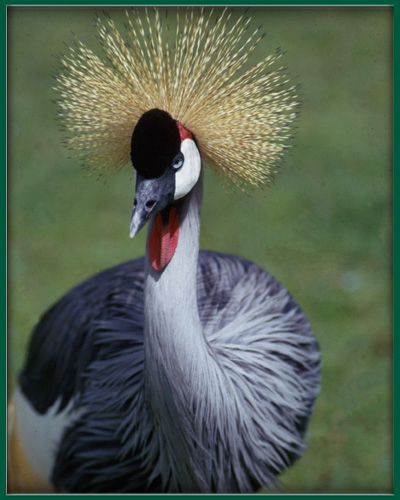 Grey Crowned Crane