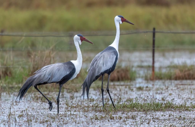 Wattled Crane