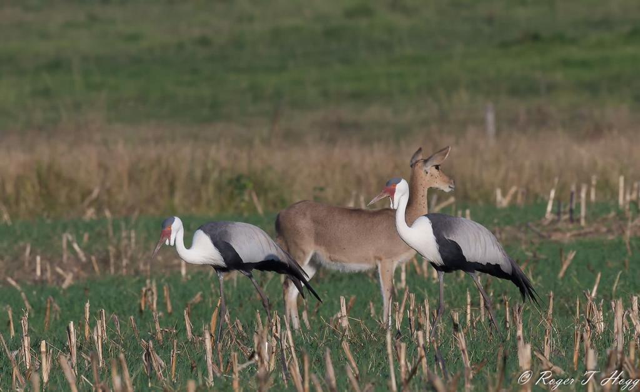 wildlife wattle cranes with impala