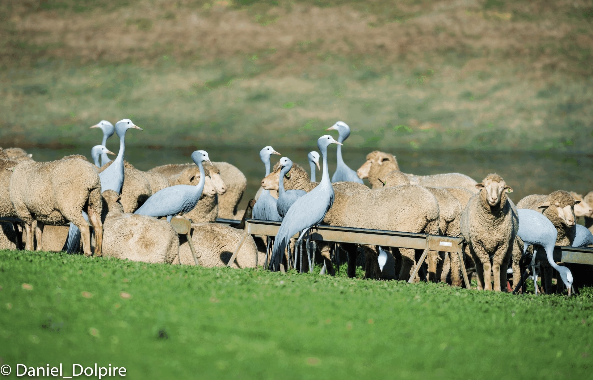 Cranes sharing fodder with sheep