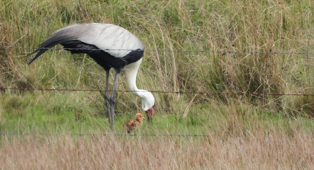 Wattled Crane Chick with parent. 