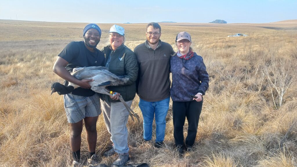 Team who assisted with tagging the wattled crane chick
