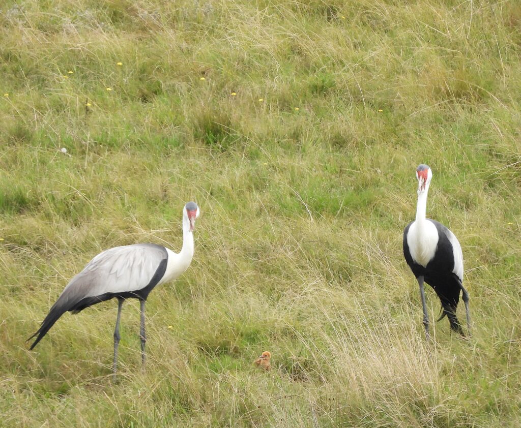 Proud parents of our wattled crane chick