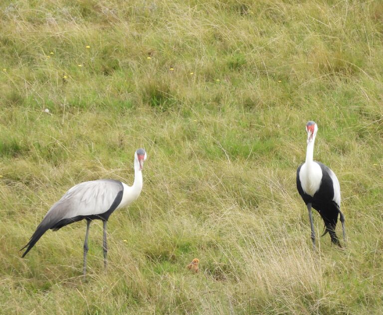 Wattled Crane pair with chick 16 04 2026