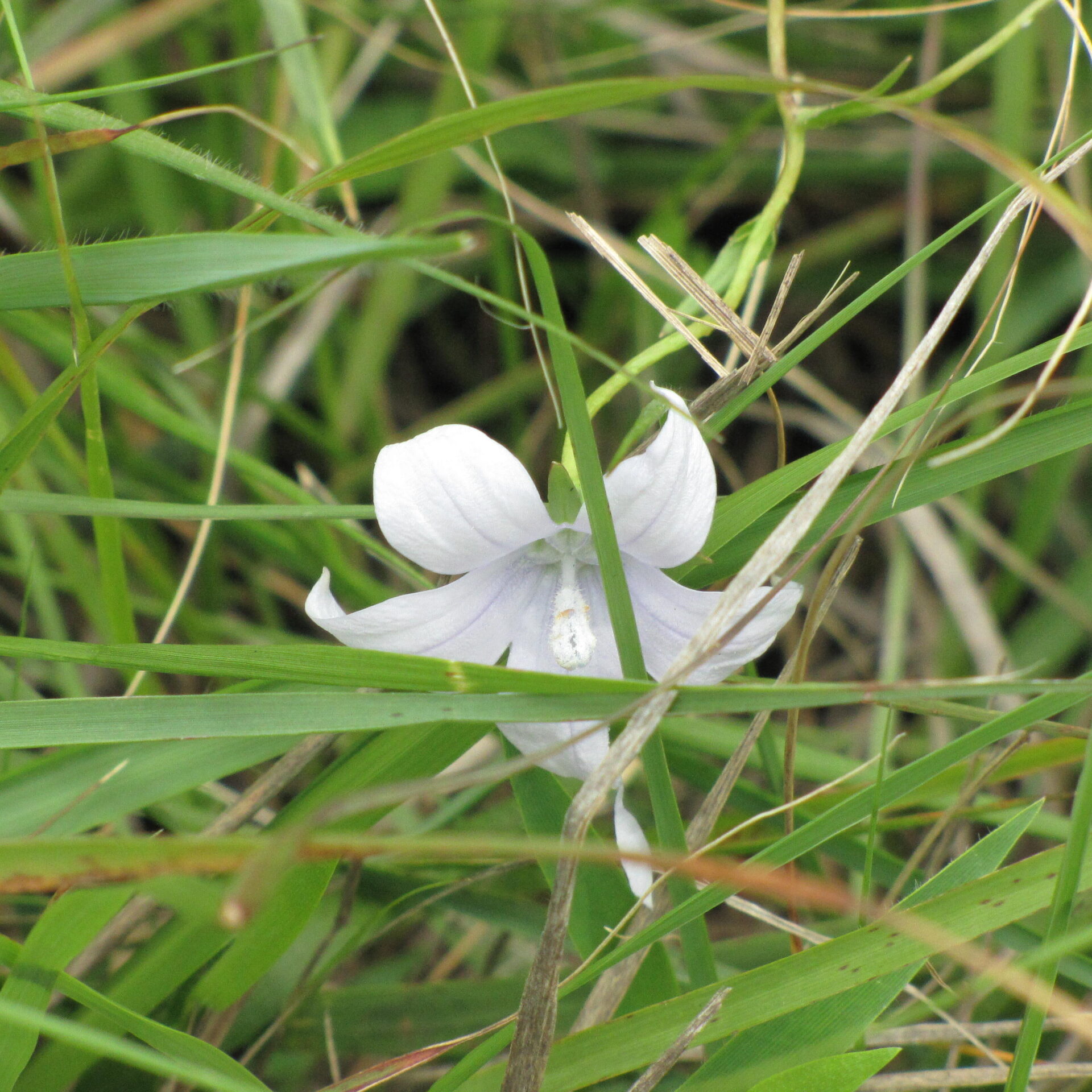 White flower in grass