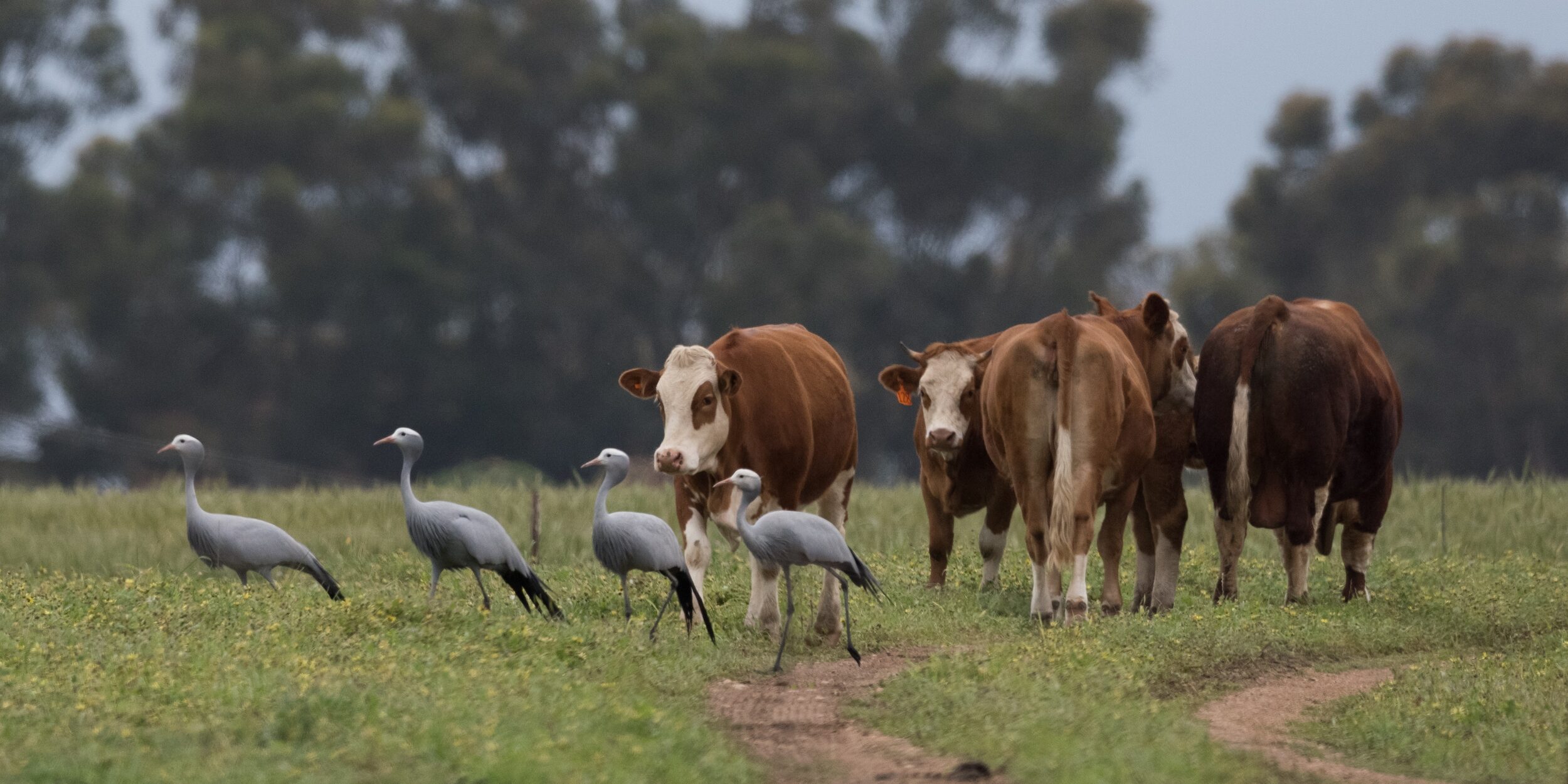 Blue cranes with cows