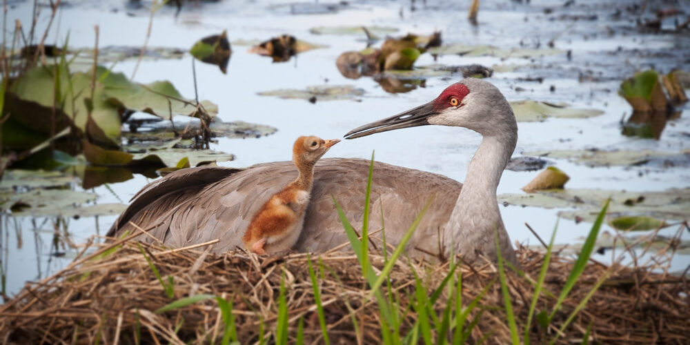 227-sandhill-crane-chick-in-nest