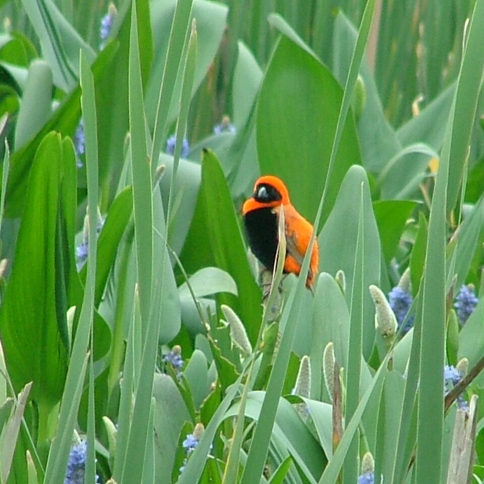 bishop-red5757