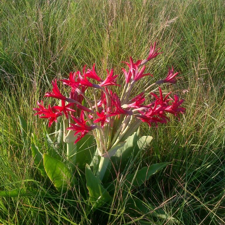 brunsvegia-undulata-1