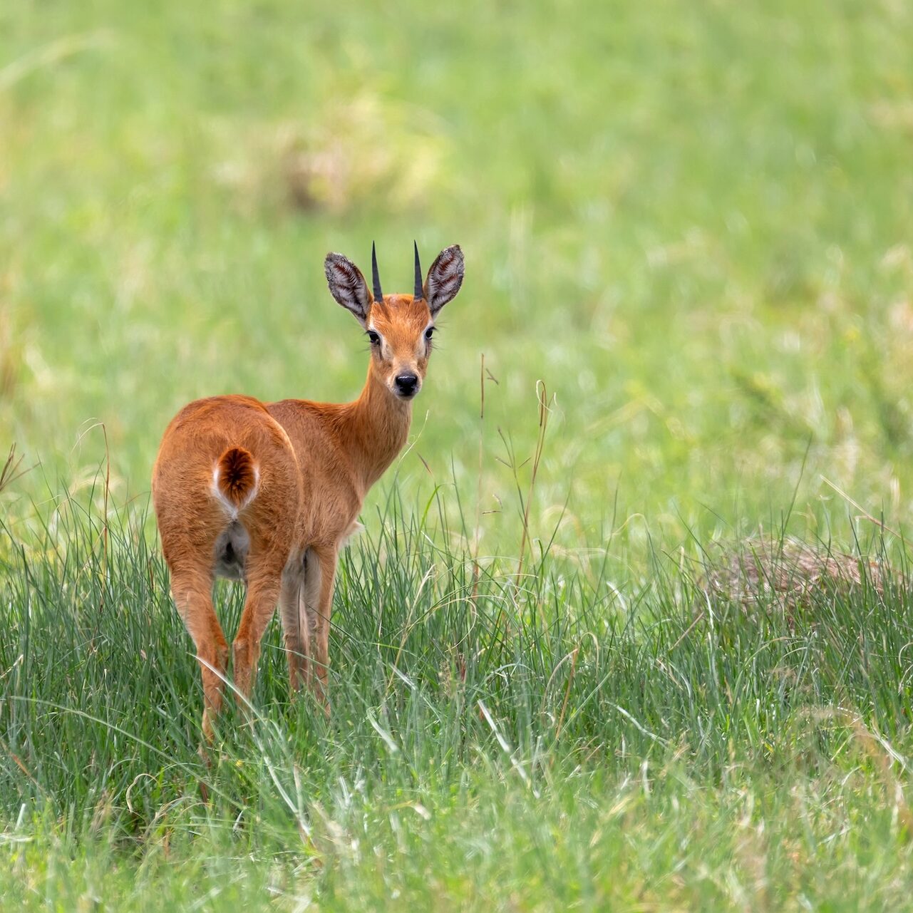 Oribi, Ourebia ourebi is small antelope found in eastern, southern and western Africa. Ethiopia, Senkelle Sanctuary, Africa wildlife